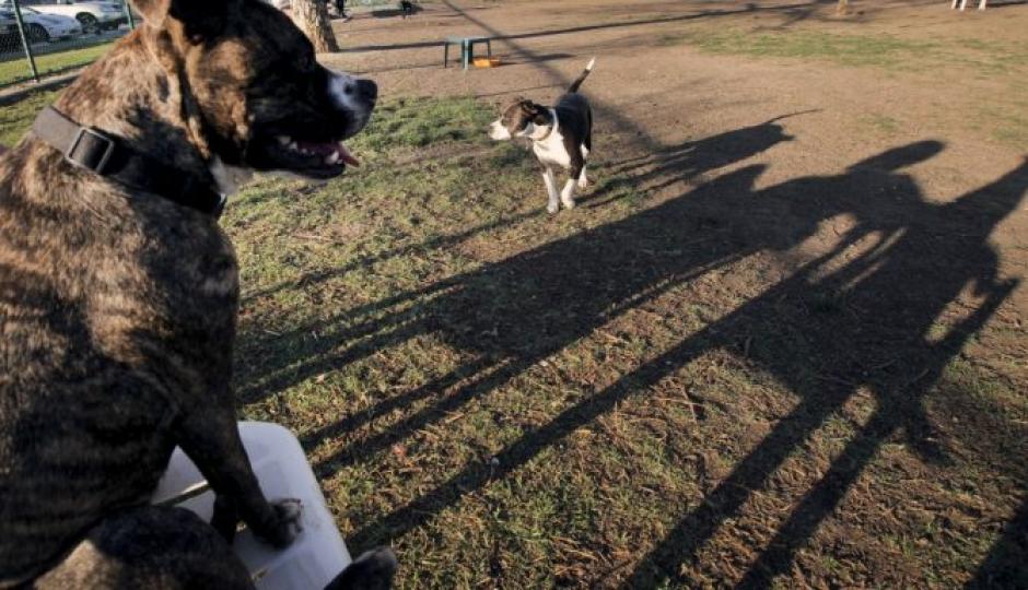 Dos perros de raza pitubull atacaron a su due&ntilde;a. (Foto: aldiadallas)