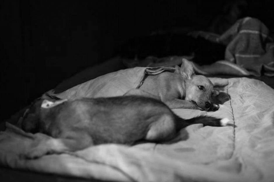 La venta de carne de perro en Guatemala tomó auge luego que capturaran a una persona que pretendía vender 35 libras. (Foto: Archivo/Soy502)