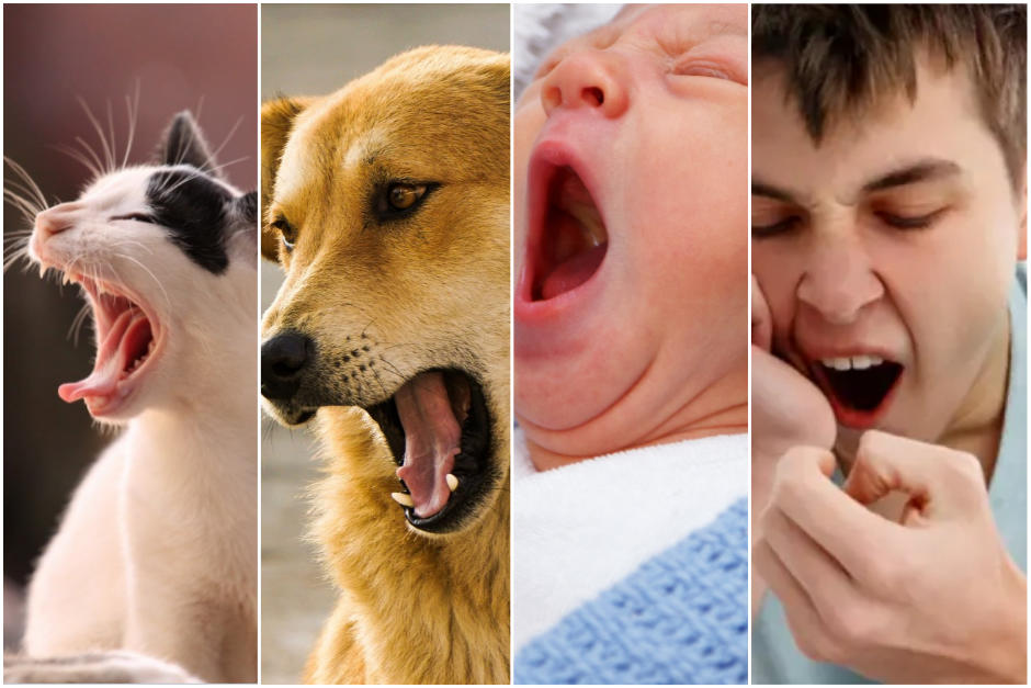 Te retamos a no bostezar mientras lees. (Foto:Pxhere)