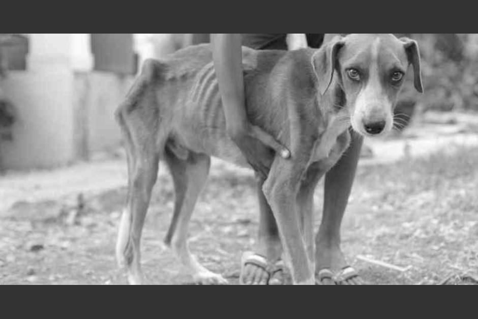 No dudes en denunciar, es otra forma de educar. (Foto:4Patas)