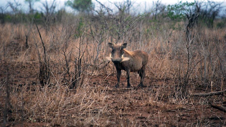 El jabal&iacute; se hab&iacute;a acercado al lecho de un r&iacute;o, cuando de los arbustos empezaron a salir varios felinos. (Foto ilustrativa, Actualidad RT)