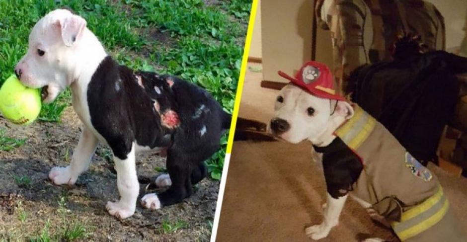 Jake, el pitbull bombero era solo un cachorro cuando fue v&iacute;ctima de un incendio. (Foto: Sopitas)