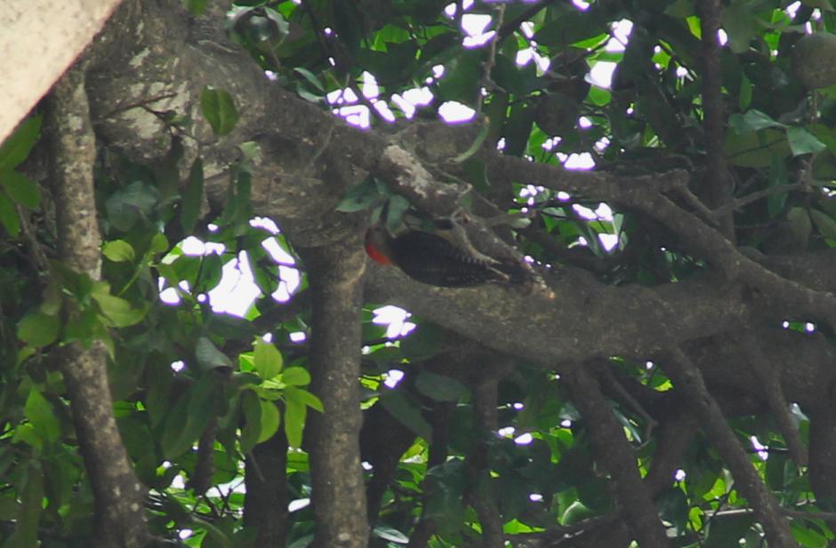 Una familia de P&aacute;jaros Carpinteros ha hecho su hogar en el Paraninfo Universitario. (Foto: Fredy Hern&aacute;ndez/Soy502)