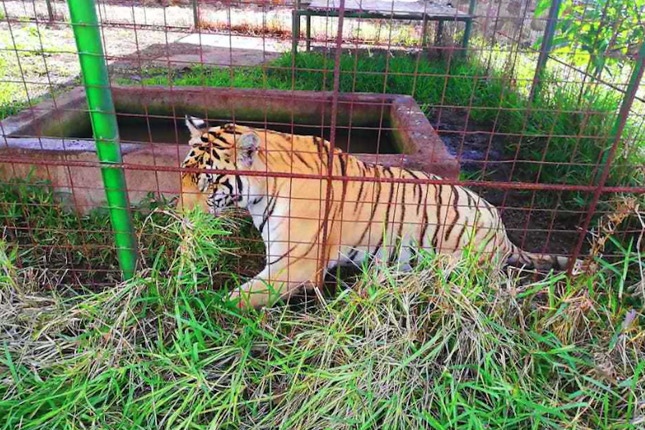 Un tigre de bengala estaba enjaulado en la vivienda de un supuesto narcotraficante en Jutiapa (Foto: PNC)