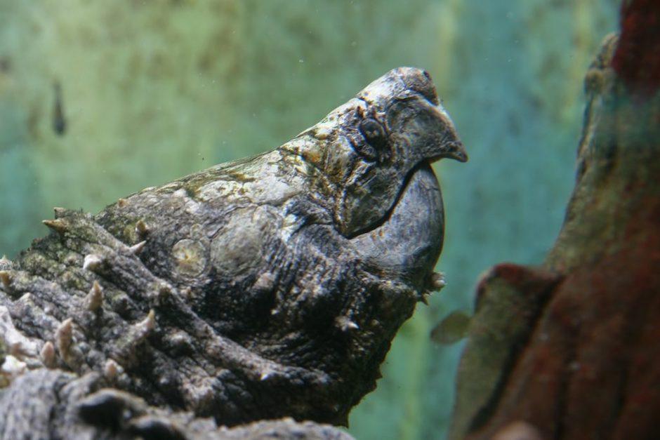 El peso de esta tortuga, cuya mordedura puede ser peligrosa para los humanos, rompi&oacute; un r&eacute;cord en el estado de Misisipi. (Foto: Reptiles)&nbsp;