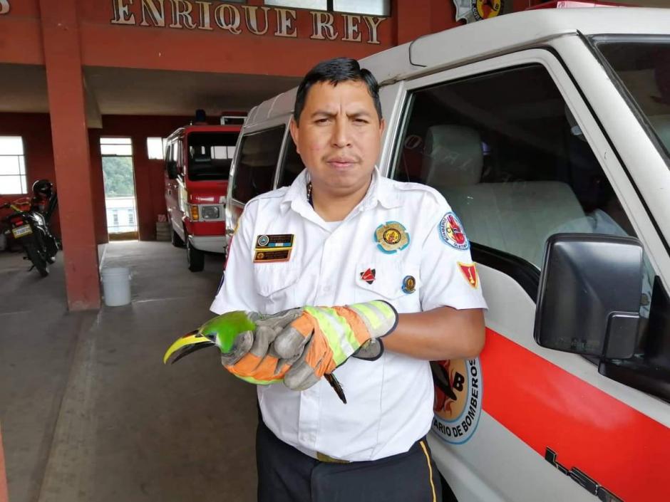 El tuc&aacute;n esmeralda es una de las especies que pocas veces se logra avistar en Guatemala. (Foto: Bomberos Voluntarios)