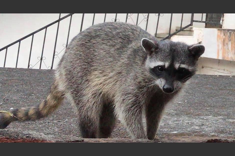 Los mapaches han aparecido en casas al final de la zona 2. (Foto: Carla Pellecer/Soy502)&nbsp;