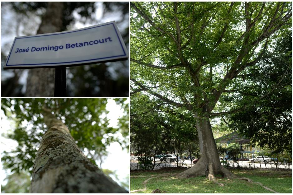 Maravillate con estos gigantes de hormigo. (Foto:Wilder López/Soy502)