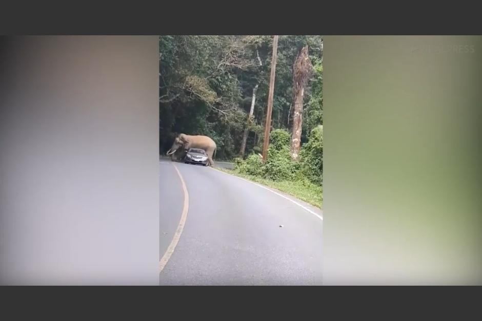 El ins&oacute;lito incidente ocurri&oacute; en una curva en Nakhon Rathasmina, al noreste de Tailandia, donde es muy com&uacute;n ver elefantes. (Foto: captura de pantalla).