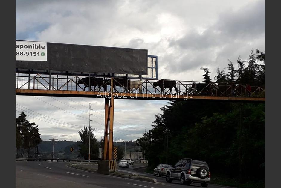 Con esta acci&oacute;n, los animales evitaron alg&uacute;n accidente. (Foto: Altavoz Chimaltenango/Facebook)