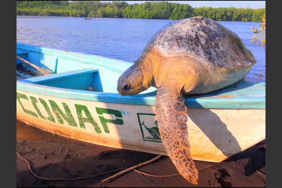 La tortuga tuvo un triste final. Según las autoridades, consideran que las heridas fueron provocadas por un motor de lancha. (Foto: Conap)