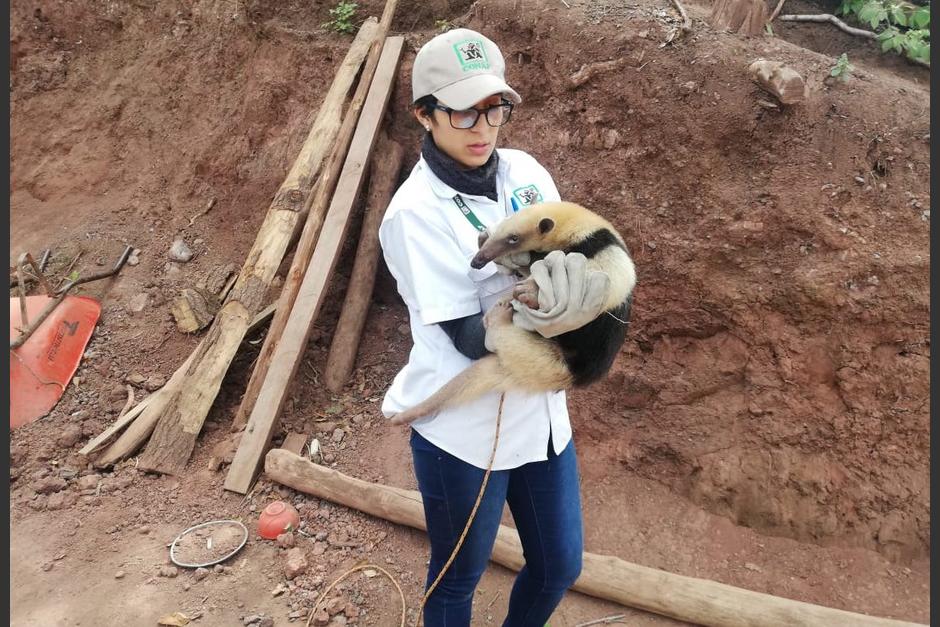 El oso hormiguero fue encontrado en un área montañosa de San Juan Sacatepéquez y recibirá atención para determinar su estado de salud. (Foto: CONAP)