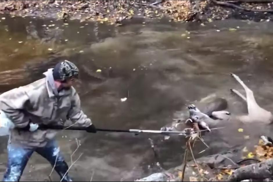 Dos ciervos fueron liberados gracias a una motosierra. (Foto: Captura de video)