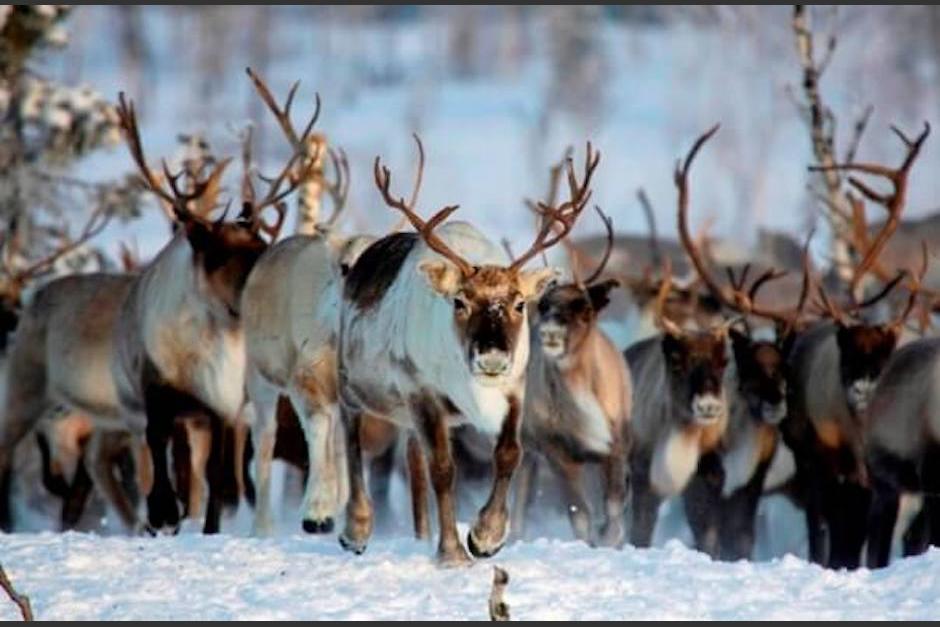 Los renos eran conducidos por sus pastores (Foto: CurioSfera)