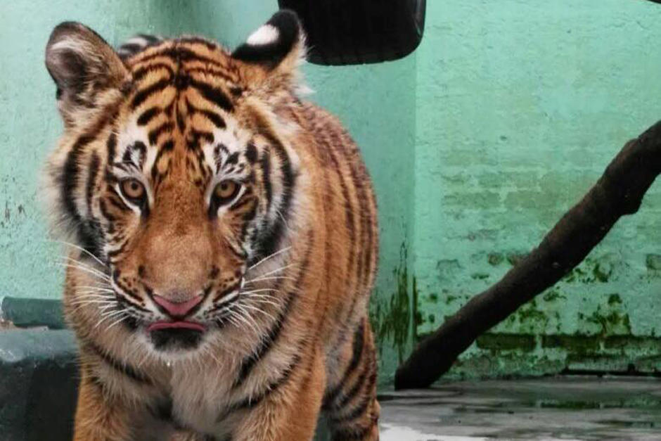 Los felinos fueron evaluados por veterinarios especialista en fauna silvestre en Guatemala (Foto: Archivo/Soy502)