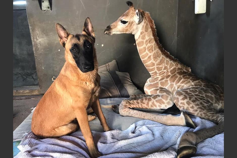 La historia ha generado miles de reacciones en las redes sociales. (Foto:&nbsp;Rhino Orphanage)