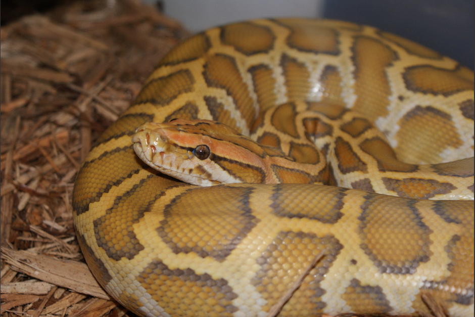 El ciervo beb&iacute;a agua, pero no imagin&oacute; que ser&iacute;a la &uacute;ltima vez que se refrescar&iacute;a junto con otros de su especie. (Foto:&nbsp;Wikipedia)