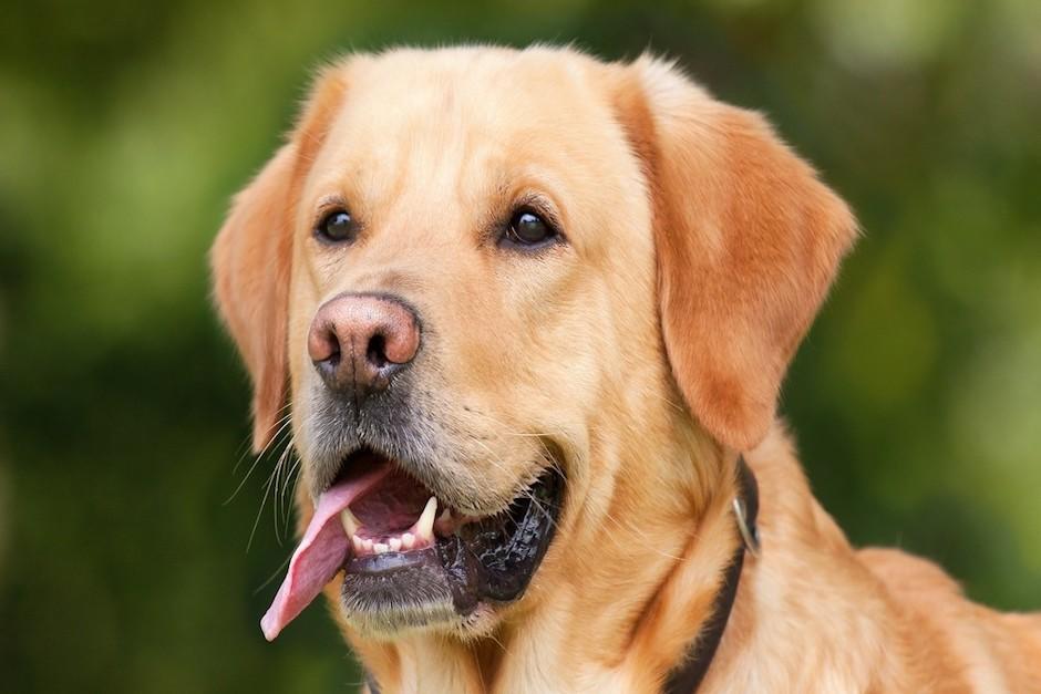 Los cient&iacute;ficos recolectaron y estudiaron el ADN de 104 mascotas de la raza "labrador retriever" (Foto: pixabay)