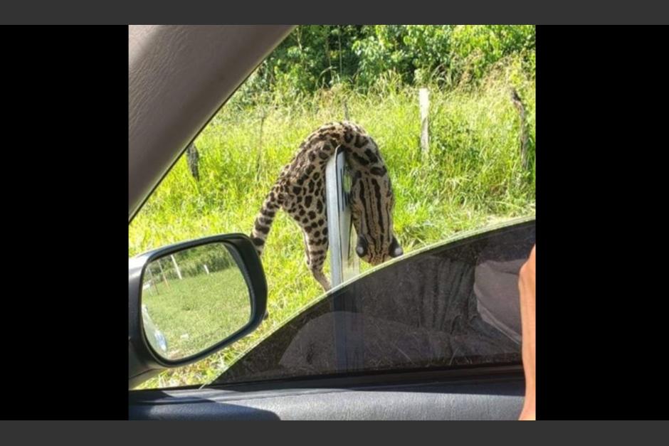 El animal fue localizado con un disparo. (Foto: NotiPetén/Facebook)&nbsp;