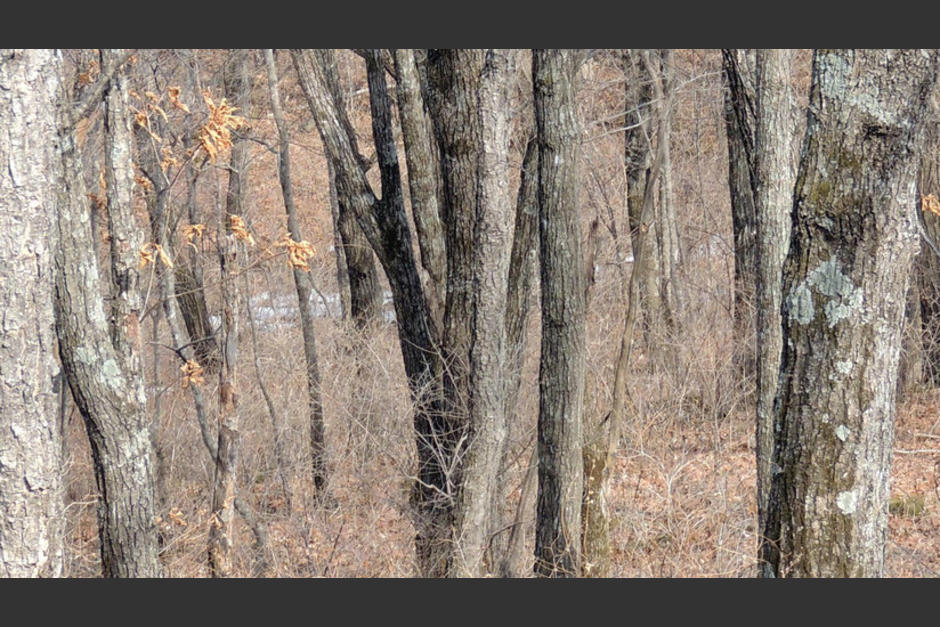 Este reto es de otro nivel, tan alto que le llaman "el leopardo ruso invisible". (Foto Twitter)