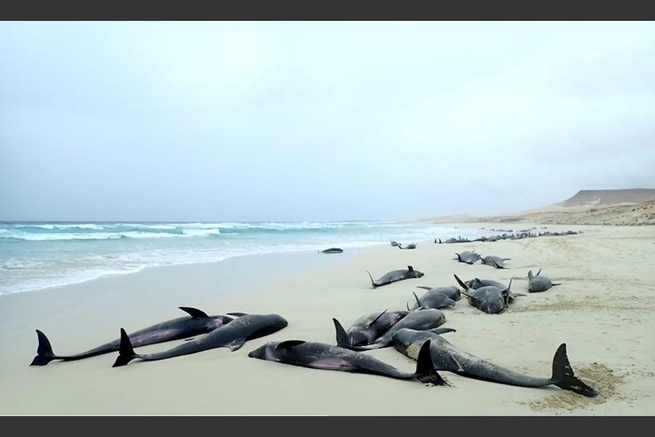 El hecho ocurri&oacute; hace algunos d&iacute;as y ha puesto a los protectores del medio ambiente en alerta. (Foto: Bios.cv)
