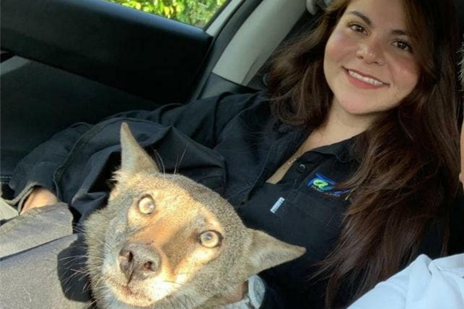 Muri&oacute; Pancho, el coyote rescatado hace unos d&iacute;as. (Foto: Facebook)