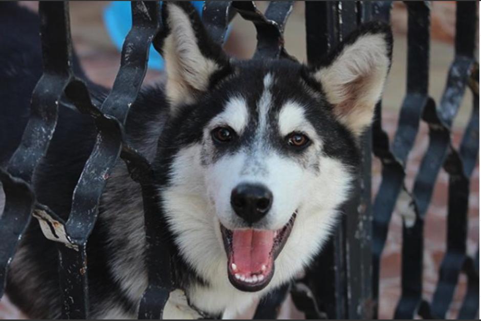 Nadie sab&iacute;a que los perros pod&iacute;an trapear hasta conocer a Kira. (Foto Instagram)