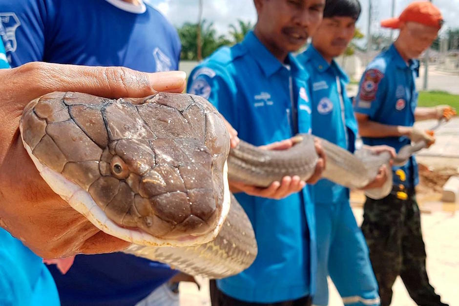 Así capturaron a una cobra de más de cuatro metros en un drenaje de un residencial. (Foto: Excelsior)