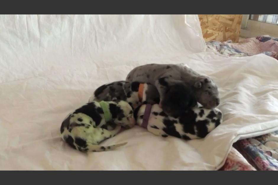 Conoce a&nbsp;Verdant, el cachorro verde. (Foto Twitter)