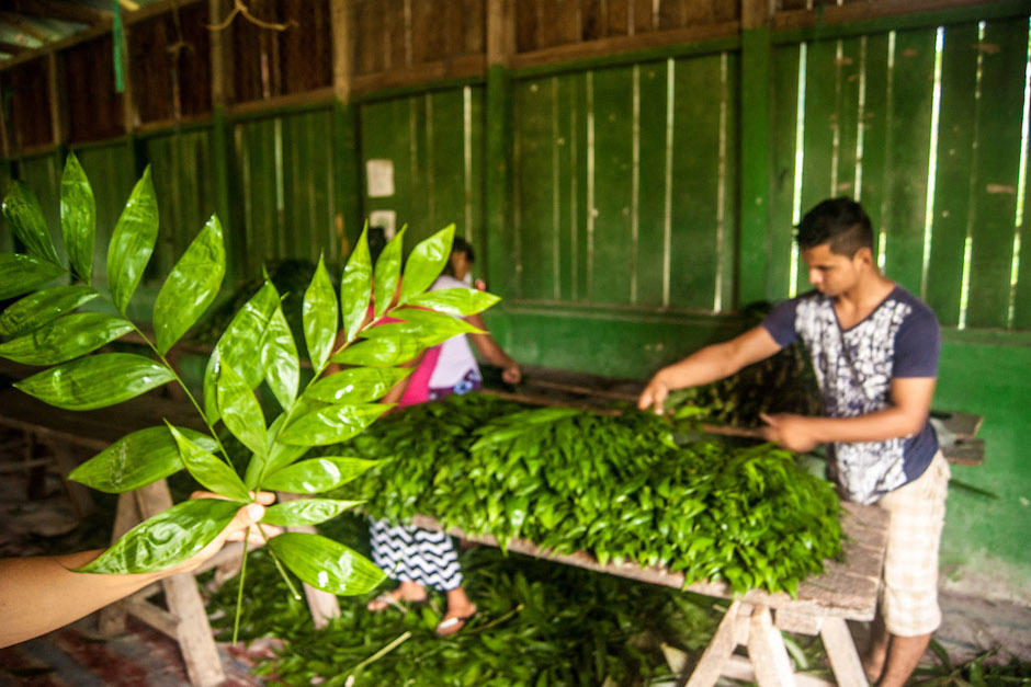 Plantas Arco Iris S.A. ha logrado expandirse en el negocio durante los &uacute;ltimos a&ntilde;os (Foto: Javier Tejera /&nbsp;albasud.org)