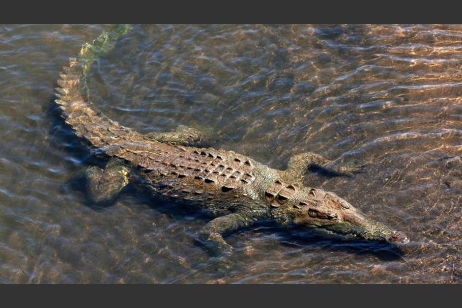 El video fue publicado como una advertencia de que durante la marea alta estos reptiles son m&aacute;s dif&iacute;ciles de percibir. (Foto: Con fines ilustrativos/RT)