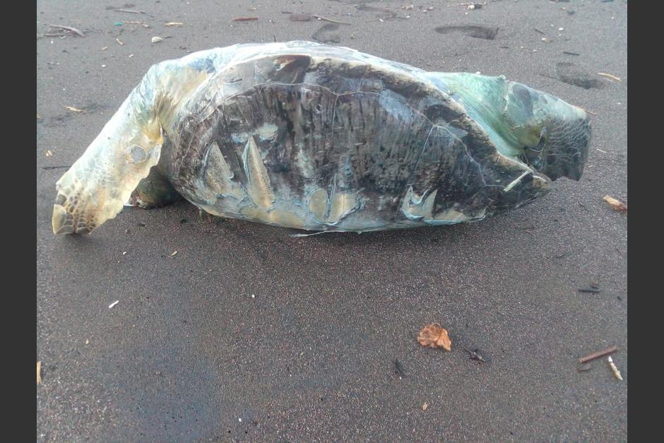 El hecho ha despertado la consternaci&oacute;n de las personas y autoridades que buscan conservar esta especie. (Foto: MAGA)