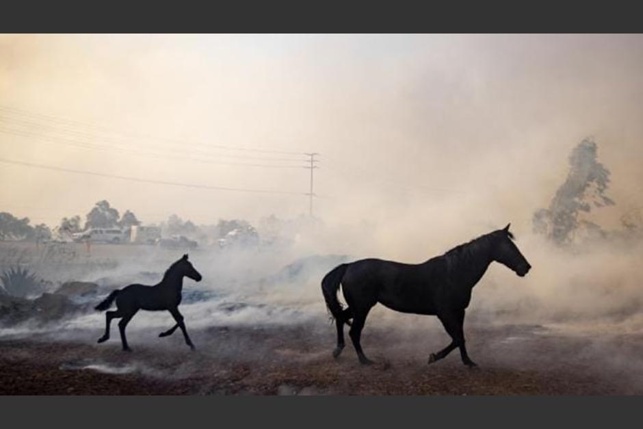La escena se ha vuelto muy comentada en las redes sociales y hace estremecer a los protectores de los animales. (Foto: Telefe)
