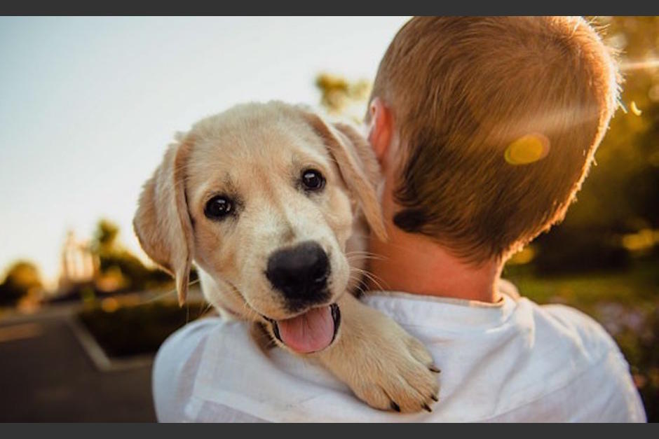 Los perros expresan mucho afecto a los humanos. (Foto: Ilustrativa)