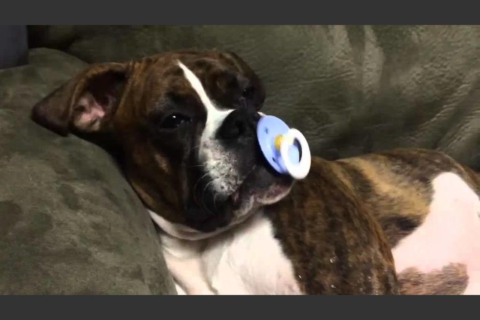 El canal ViralHog comparti&oacute; las im&aacute;genes del cachorro (Foto: referencia)