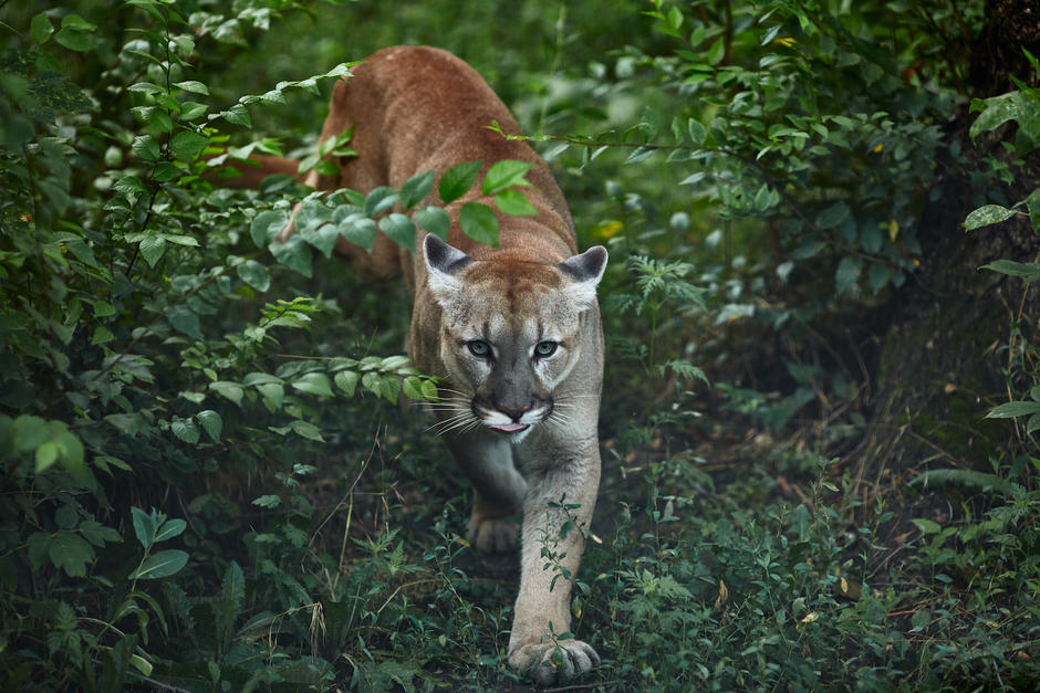 El puma ten&iacute;a entre 2 y 5 a&ntilde;os de edad. Los cazadores lo dejaron desmembrado en medio de la selva. (Foto: ShutterStock)