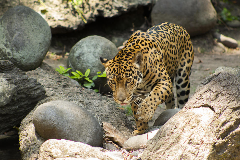 El jaguar es uno de los animales m&aacute;s atractivos que resguarda Autosafari Chap&iacute;n. (Foto: Inguat)