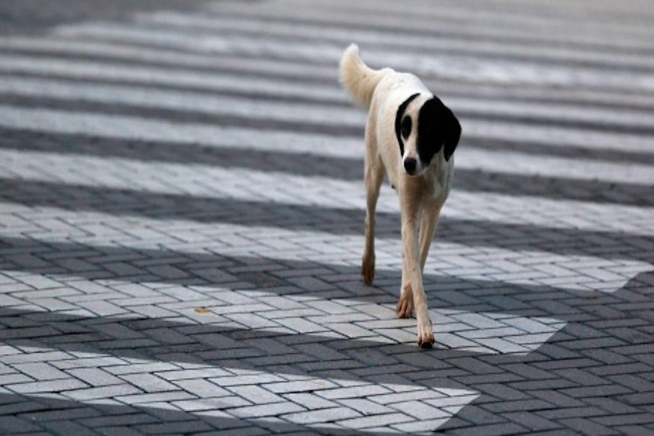 El can espera que dos motocicletas circulen y luego cruza tranquilamente sobre el paso de cebra (Foto: Efeverde)