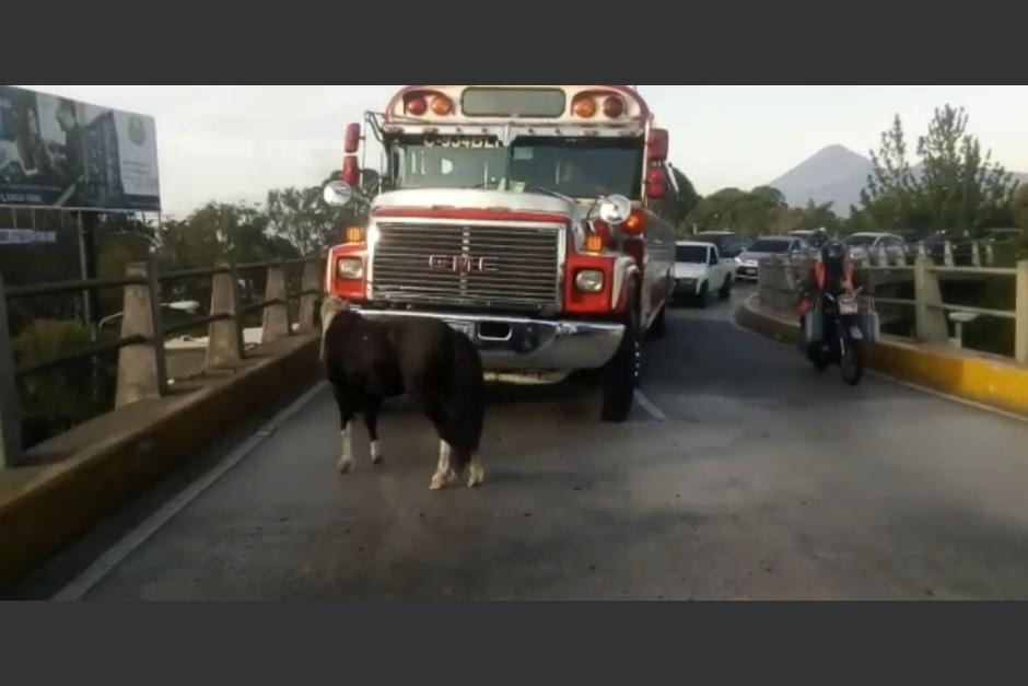 El caballo de raza peque&ntilde;a se ubicaba en el tr&aacute;fico de la zona 11. (Foto: Tr&aacute;nsito Mixco)&nbsp;