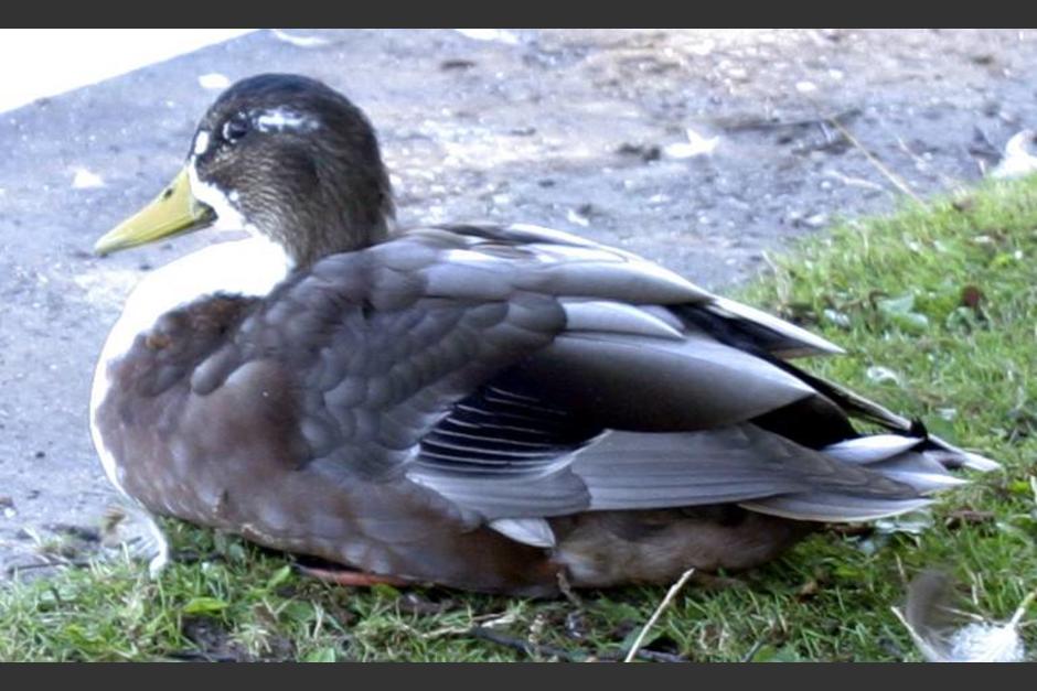 Varios usuarios han catalogado la &lsquo;risa&rsquo; del pato como mal&eacute;vola. (Foto: Econoticias)