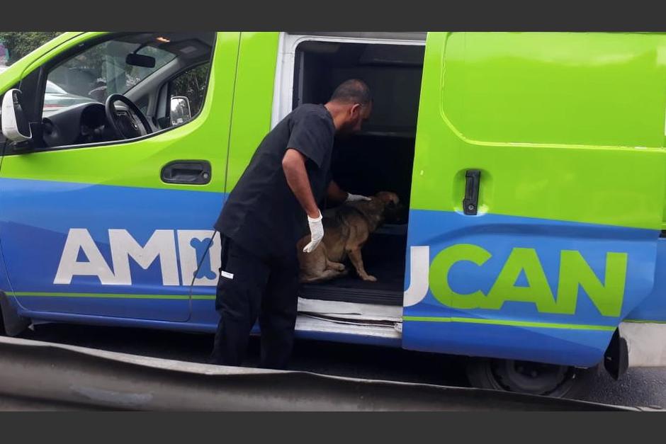 Un Polic&iacute;a Municipal de Tr&aacute;nsito de Mixco detuvo el tr&aacute;fico para rescatar al animal. (Foto: Pablo Morales/PMT)&nbsp;