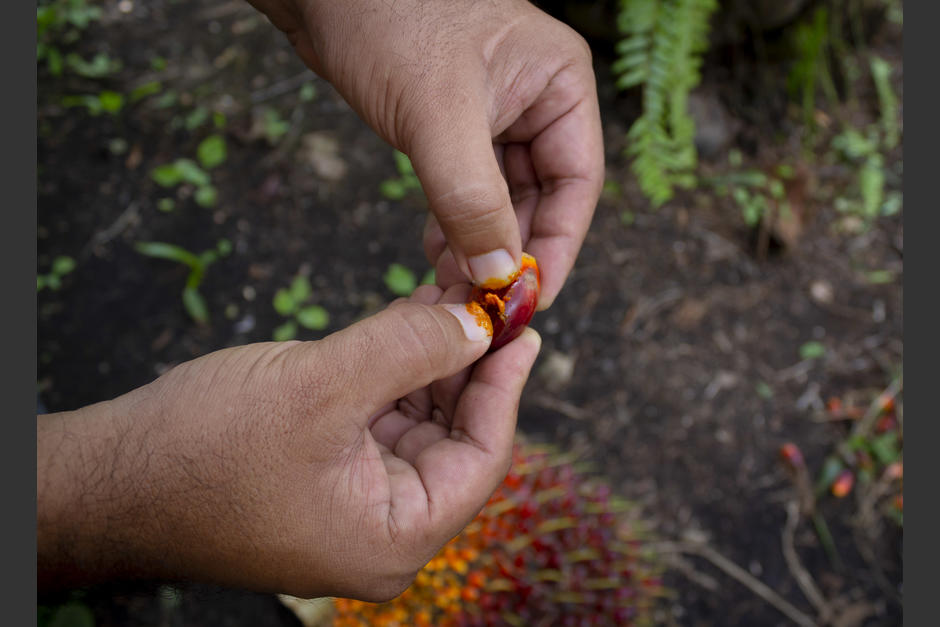 El cultivo de palma es el aceite vegetal m&aacute;s utilizado en el mundo. (Foto: Magui Medina/Soy502)