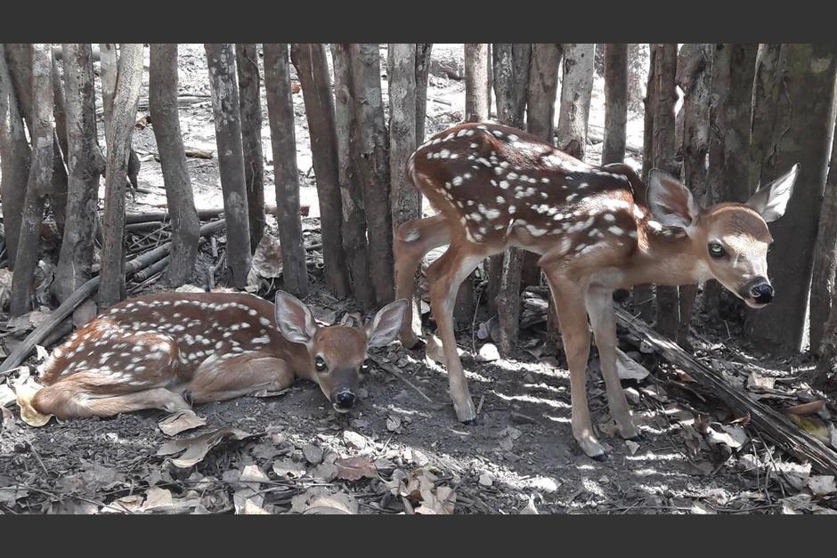 Un venado de cola blanca nació en una reserva manejada por la Usac. (Foto: CEAVS)