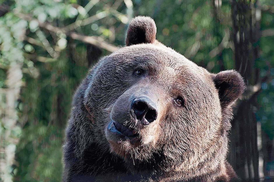 A casi un mes desde cierre del parque, la poblaci&oacute;n de osos se cuadruplic&oacute; (Foto: faro de vigo)