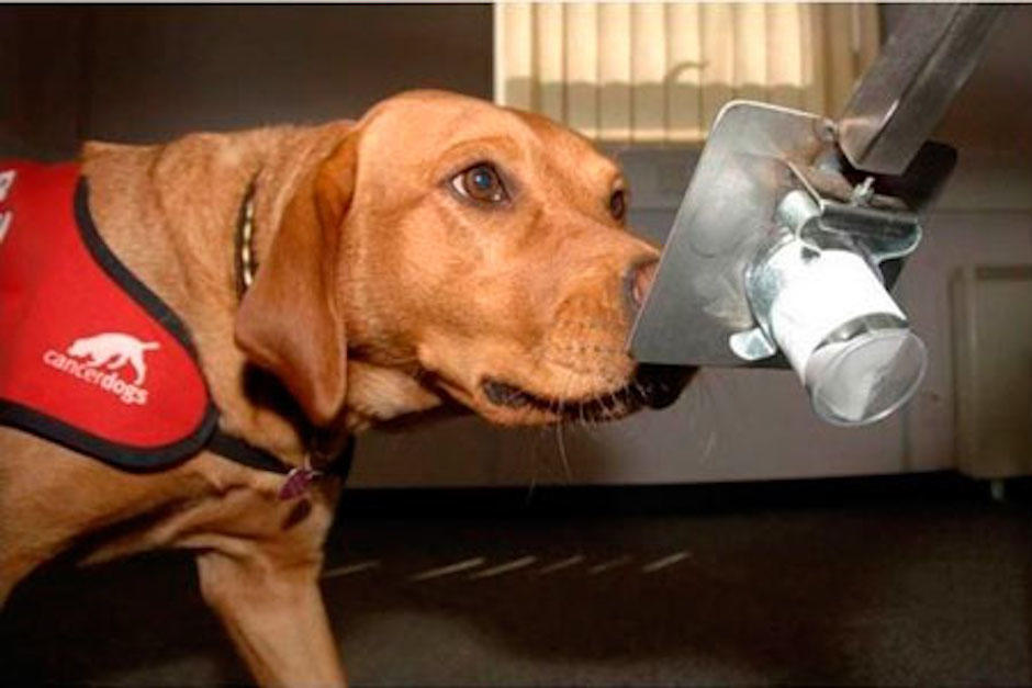 Perros que detectan pacientes con malaria serán adiestrados para encontrar pacientes con Coronavirus. (Foto: Bohemia)