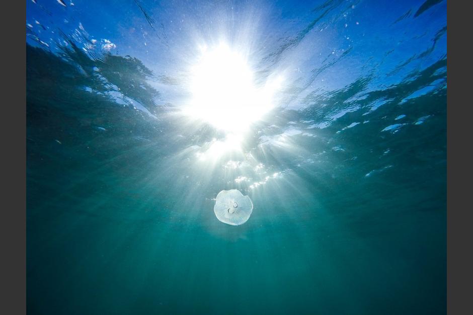 La vida marina regresa con confianza y atraviesa los canales de Venecia. (Fotos: PxHere)&nbsp;