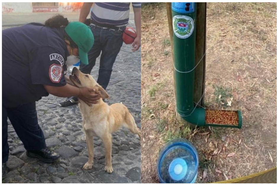 Cientos de perritos y gatos se beneficiar&aacute;n. (Fotomontaje Erivan Campos)&nbsp;