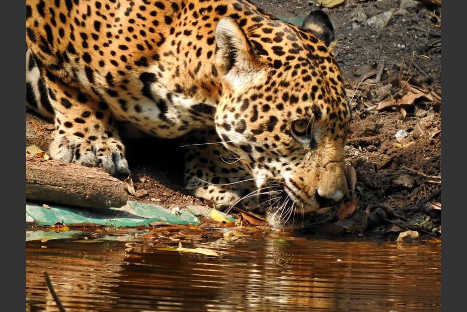 El guarda parques en el Parque Nacional Tikal en Petén tomó varios videos y fotos de los jaguares. (Foto: Francisco Asturias/FB)&nbsp;