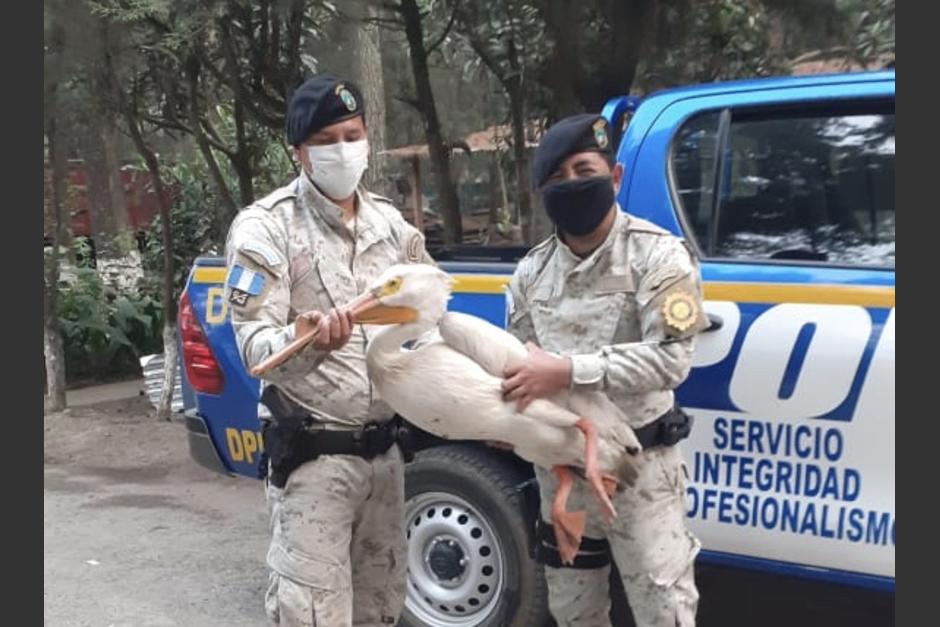 El ave fue llevado a una reserva en la que se recuperará previo a ser liberada. (Foto: PNC)