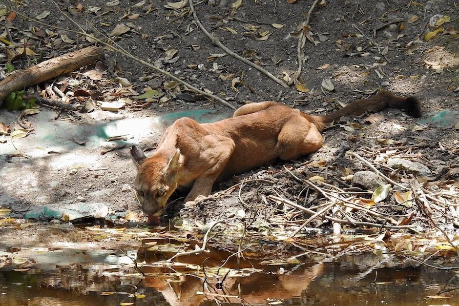 Un puma camina libremente por la selva petenera y es captado cuando bebe agua en una posa. (Foto: Francisco Asturias)